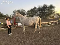Yegua, Caballos — foto 1