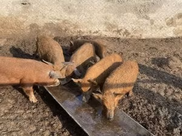Pigs (batch, sex not specified), Мангалица