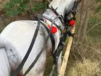 Caballo, Caballos — foto 4