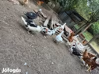 Ducks — الصورة 4