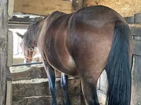 Mare, Horses — photo 4