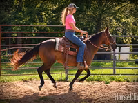 Stute, Quarter Horse — Foto 2