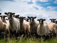 Ovce, Romanov sheep — foto 2