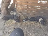 公猪, Вьетнамская вислобрюхая — 照片 3