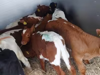 Bika, Simmental cattle — 6. fotó