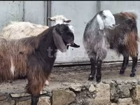Cabras (lote, sexo no especificado), Cabras — foto 4