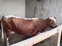 Kuh, Simmental cattle — Foto 1