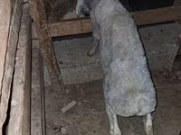 Қошқар, Қойлар — 3-сурет