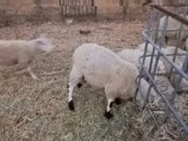 Beran, Cerry Hill sheep — Maďarsko
