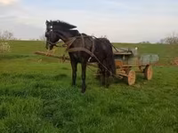 Cavalo, Nonius horse — foto 2