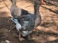 Geese — 2. fotó