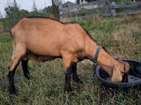 Kozel, Nubian Goat — foto 3