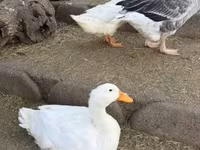 Ducks — foto 1