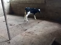 Byk, Russian Black pied cattle — zdjęcie 2