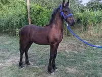 घोड़ा, Friesian — फ़ोटो 2