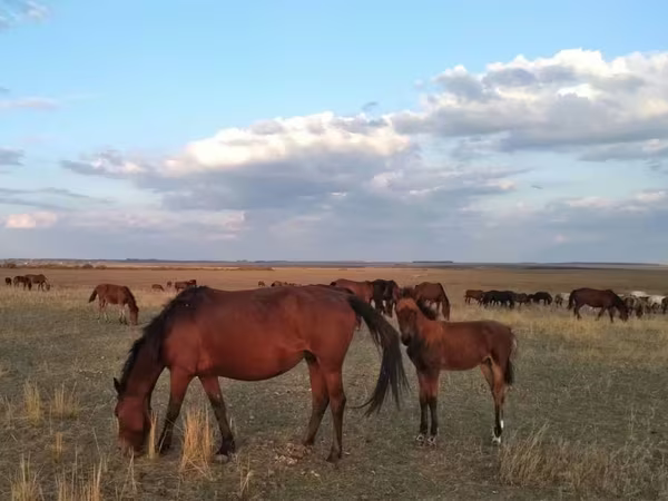 母马, Kazakh horse