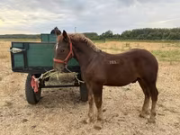 At, Hungarian horse breed — foto 2