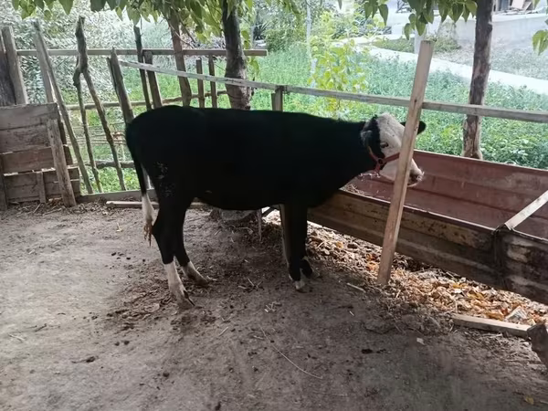 Bovinos (lote, sexo não especificado), Bovinos