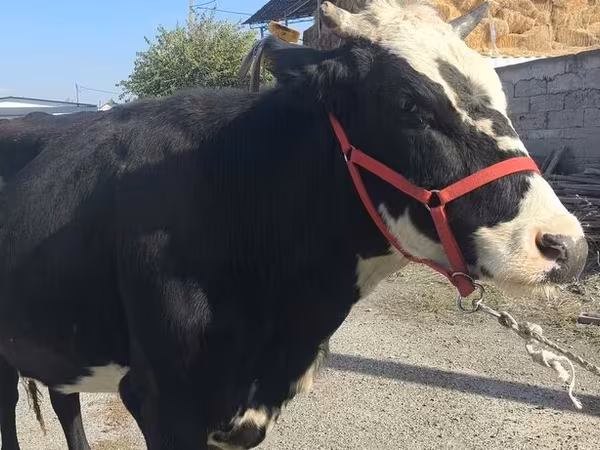 Krowa, Russian Black pied cattle