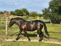 母马, Horses — 照片 2