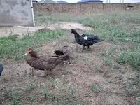 Domestic Muscovy — photo 3