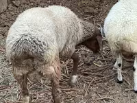 Sheep (batch, sex not specified), Sheep — photo 4