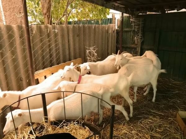 Goats (batch, sex not specified), Pomellata goat