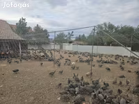 Guinea fowl — Foto 6