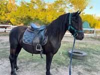Koń, Friesian — zdjęcie 7