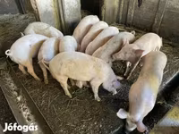 Pigs (batch, sex not specified), Pigs — photo 3