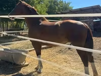Kanca, Dutch warmblood horse — 4. fotó