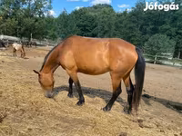 Yegua, Nonius horse — foto 1