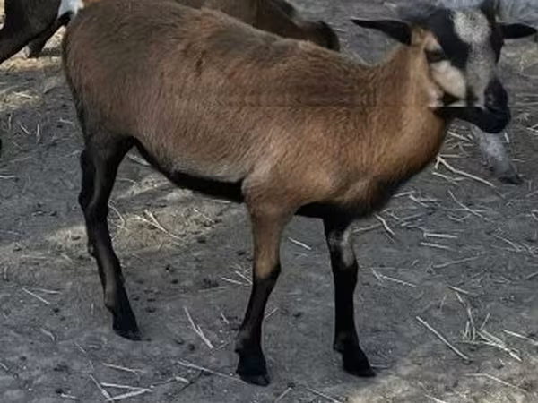Ram, Cameroon sheep