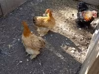 Chickens — 照片 3