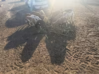 公羊, Cameroon sheep — 照片 6