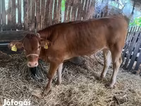 Bika, Simmental cattle — 3. fotó