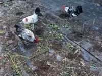 Japanisches Bantam — Foto 7