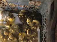 Ducks — photo 1