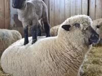 Beran, Hampshire sheep — foto 5