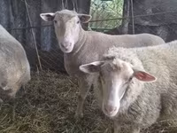 母羊, Sheep — 照片 3