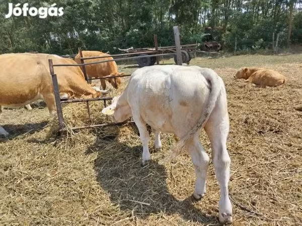 Bulle, Charolais cattle