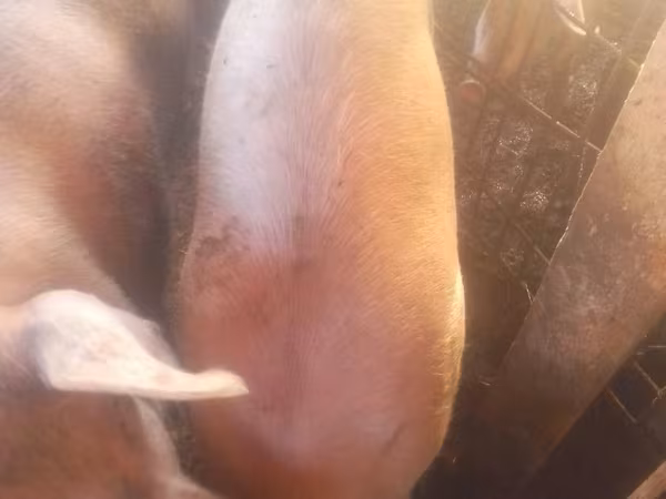 Sow, Pigs