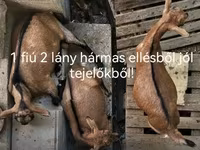 Koza, Kozy — zdjęcie 1