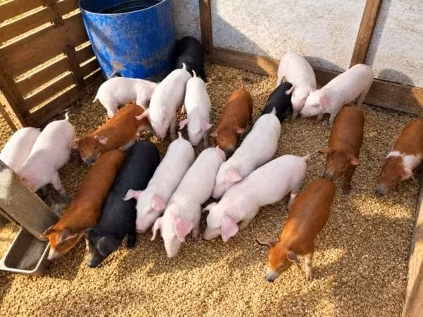 猪（批次，未指定性别）, Pigs — 匈牙利