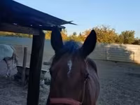 母马, Horses — 照片 1