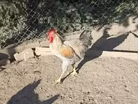 Chickens — 6-сурет