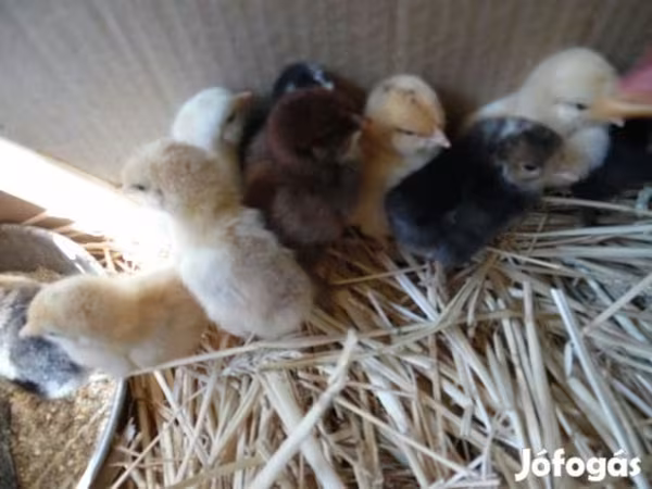 Chickens