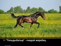Hing, Akhal-Teke — 4. fotó