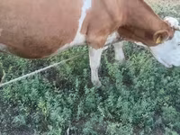 Vaca, Simmental cattle — foto 5