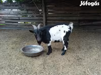 Bak, Nigerian dwarf goats — 3. fotó